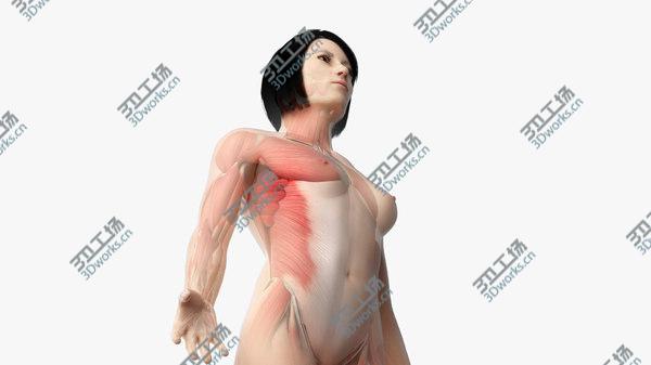 images/goods_img/20210312/Asian Female Skin, Skeleton And Muscles Rigged model/2.jpg
